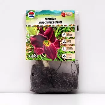 Лилейник "Almost Black Velvet", р-р I, 1 шт, Весна 2023