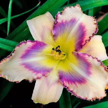 Лилейник "Дестинд ту Си",р-р I, 1 шт, Весна 2024 ЭКОНОМ 4176377