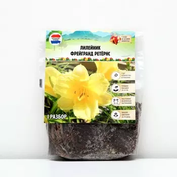 Лилейник "Fragrant Returns", р-р I, 1 шт, Весна 2023