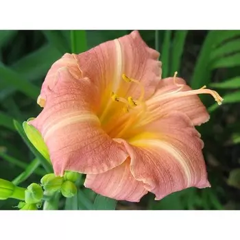 Лилейник гибридный "Чилдрен Фестивал", Горшок С3, 1 шт, Весна 2024