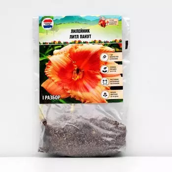 Лилейник "Little Peanut", р-р I, 1 шт, Весна 2023