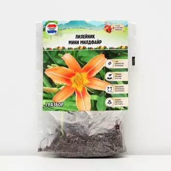 Лилейник "Minnie Wildfire", р-р I, 1 шт, Весна 2023