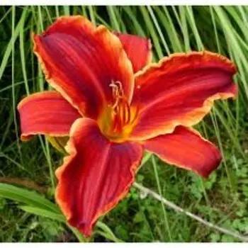 Лилейник "Oriental Ruby", р-р I, 1 шт, Весна 2024 ЭКОНОМ 9492077