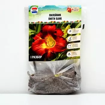 Лилейник "Piggy Bank", р-р I, 1 шт, Весна 2023