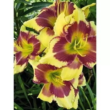 Лилейник "Special Paint", р-р I, 1 шт, Весна 2024 ЭКОНОМ