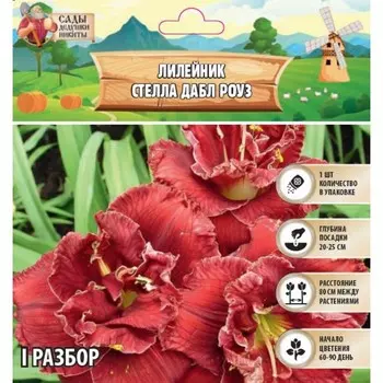 Лилейник "Stellar Double Rose", р-р I, 1 шт, Весна 2024