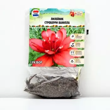 Лилейник "Strawberry Vanilla", р-р I, 1 шт,