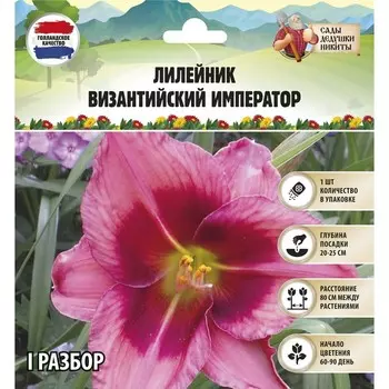 Лилейник "Византийский Император", р-р I, 1 шт, Весна 2023