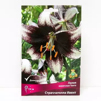 Лилии Азиатские Танго Страччателла Ивент, 14/16 р-р, 2 шт. 110 h(см), Осень 2024