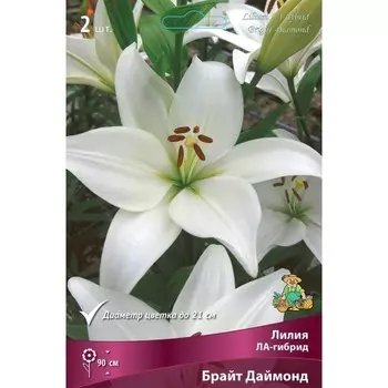 Лилии ЛА-гибриды Брайт Даймонд, 14/16 р-р, 2 шт. 90 h(см), Осень 2024
