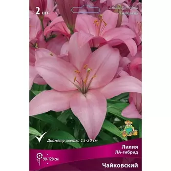 Лилии ЛА-гибриды Чайковский, 14/16 р-р, 2 шт. 130 h(см), Осень 2024