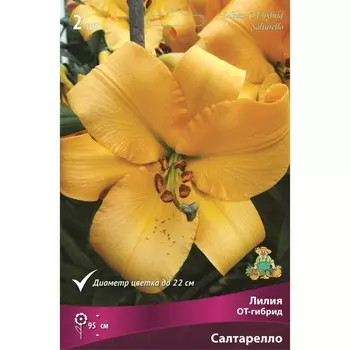 Лилии ОТ-Гибриды Салтарелло, 14/16 р-р, 2 шт. 95 h(см), Осень 2024