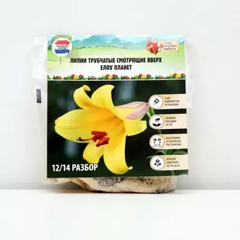 Лилии Трубчатые смотрящие вверх Yellow Planet, луковица в пакете с перфорацией, р-р 12/14, 2 шт.