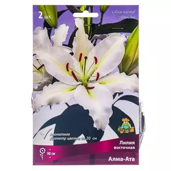 Лилии Восточные Алма-Ата, 14/16 р-р, 2 шт. 90 h(см), Осень 2024