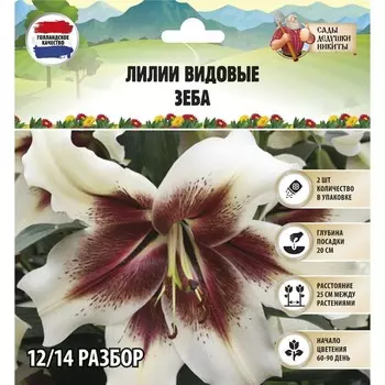 Лилии видовые "Zeba", р-р 12/14, 2 шт, Весна 2025