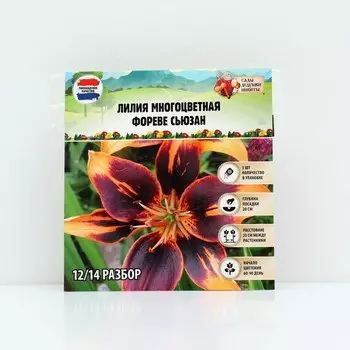 Лилия Многоцветная «Фореве сьюзан», луковица в пакете с перфорацией, р-р 12/14, 3 шт.