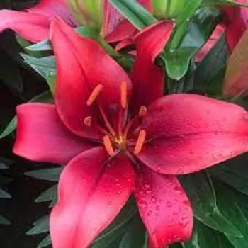 Лилия Азиатская горшечная "Салинеро", р-р 12/14, 3 шт, Весна 2024 ЭКОНОМ 4176417