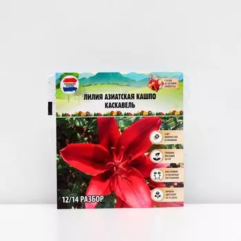 Лилия Азиатская Кашпо "Cascavel", р-р 12/14, 2 шт, Весна 2025