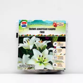 Лилия Азиатская Кашпо Gwen, луковица в пакете с перфорацией, р-р 12/14, 2 шт.