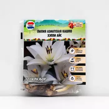 Лилия Азиатская Кашпо Happy Ice, рлуковица в пакете с перфорацией, -р 12/14, 2 шт.