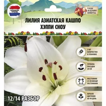 Лилия Азиатская Кашпо "Happy Snow ", р-р 12/14, 2 шт, Весна 2025