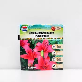 Лилия Азиатская Кашпо Trendy Havanna, луковица в пакете с перфорацией, р-р 12/14, 2 шт.