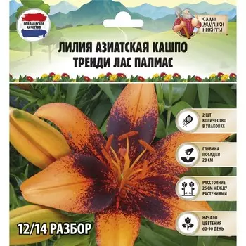 Лилия Азиатская Кашпо "Trendy Las Palmas", р-р 12/14, 2 шт,