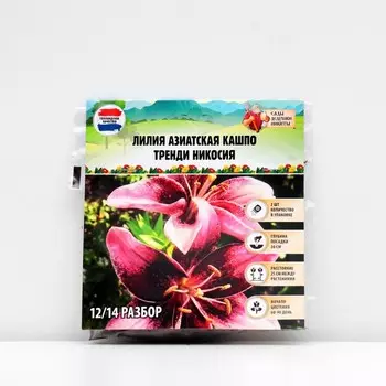 Лилия Азиатская Кашпо "Trendy Nicosia", р-р 12/14, 2 шт,