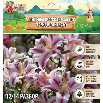 Лилия Азиатская Кашпо Trendy Santiago, луковица в пакете с перфорацией, р-р 12/14, 2 шт.