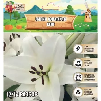 Лилия Азиатская "Kent", р-р 12/14, 3 шт, Весна 2025