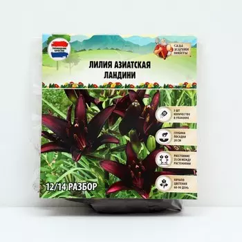 Лилия Азиатская «Ландини», луковица в пакете с перфорацией, р-р 12/14, 3 шт.