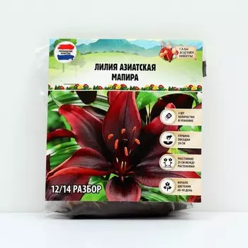 Лилия Азиатская "Мапира", р-р 12/14, 3 шт, Весна 2025