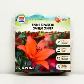 Лилия Азиатская "Orange Summer", р-р 12/14, 3 шт, Весна 2023