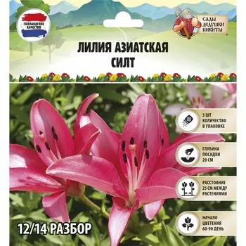 Лилия Азиатская "Sylt", р-р 12/14, 3 шт, Весна 2023