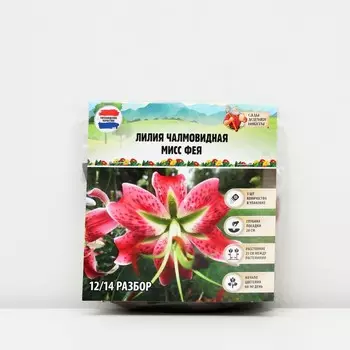 Лилия Чалмовидная "Мисс Фея", р-р 12/14, 3 шт, Весна 2025