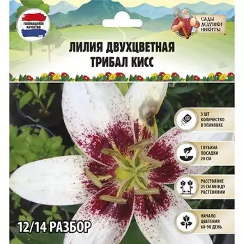 Лилия Двухцветная "Tribal Kiss", р-р 12/14, 3 шт, Весна 2023
