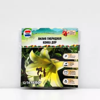 Лилия гибридная "Конка Дор", р-р 14/16, 2 шт, Весна 2025