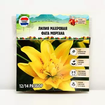 Лилия Махровая "Fata Morgana", р-р 12/14, 2 шт, Весна 2025
