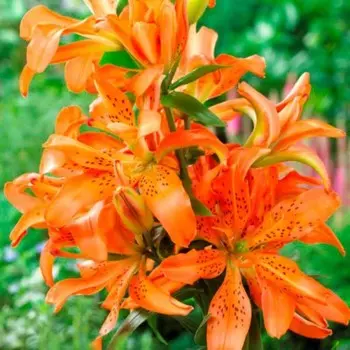 Лилия Махровая "Маст Си", р-р 12/14, 3 шт, Весна 2024 ЭКОНОМ 4176372