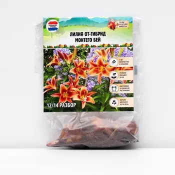 Лилия ОТ-гибрид "Монтего Бей", р-р 12/14, 3 шт,
