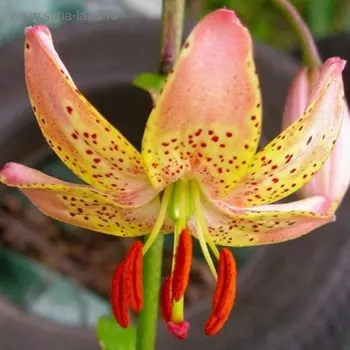 Лилия "ПЕППАРД ГОЛД", разбор 12/14, колво луковиц 2, Осень 2024