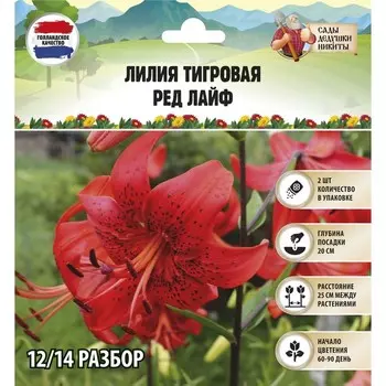 Лилия Тигровая Red Life, луковица в пакете с перфорацией, р-р 12/14, 2 шт.