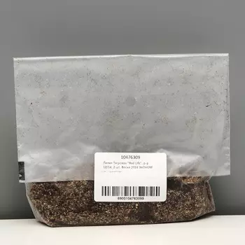 Лилия Тигровая "Red Life", р-р 12/14, 2 шт, Весна 2024 ЭКОНОМ 9492098