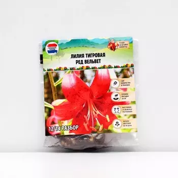 Лилия Тигровая "Red Velvet", р-р 12/14, 2 шт,