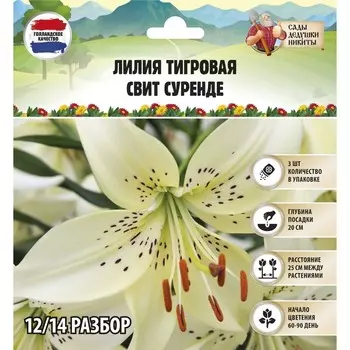 Лилия Тигровая «Свит Суренде», луковица в пакете с перфорацией, р-р 12/14, 3 шт.