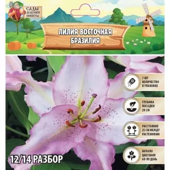 Лилия Восточная "Brasilia", р-р 12/14, 3 шт, Весна 2025