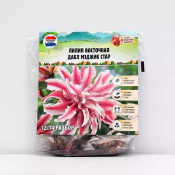 Лилия Восточная "Дабл Мэджик Стар", р-р 12/14, 3 шт, Весна 2025