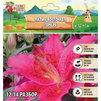 Лилия Восточная "Gomera", р-р 14/16, 3 шт, Весна 2025