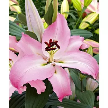 Лилия Восточная "Pink News", р-р 12/14, 3 шт, Весна 2024 ЭКОНОМ 9492150