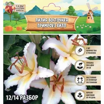 Лилия Восточная Primrose Hill, луковица в пакете с перфорацией, р-р 12/14, 2 шт.
